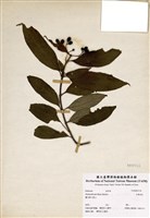 藏品(玉葉金花)的圖片